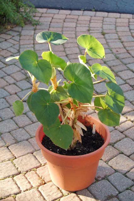 B. curtii